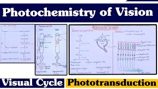 Photochemistry of Vision ll Visual Cycle ll Phototransduction ll Special Senses [upl. by Renba]