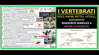 ANIMALI VERTEBRATI riassunto semplice scienze x medie e superiori [upl. by Ymeraj]