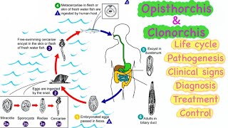 14 Opisthorchis amp Clonorchis 🔥🔥 Life cycle  Pathogenesis  Clinical signs  Diagnosis  Treatment💊 [upl. by Ellebyam]