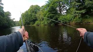 River Ayr dry fly fishing for Brown trout on a lovely June evening [upl. by Heywood]