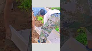 The process of laying cement trench board in vegetable garden [upl. by Reis46]