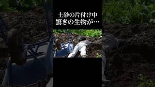 【謎】初めて見る動物の巣を掘り起こしてしまった [upl. by Airuam]