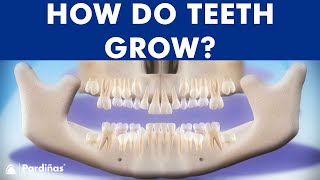 INCREDIBLE Tooth eruption process  How do teeth grow © [upl. by Nossah]