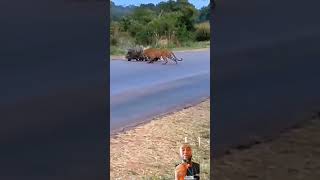 olha só galera esse momento este leopardo tenta predar um filhote de porco espinho [upl. by Shaylah]