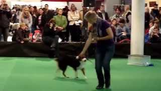 Best European Trickdog 2012  Profis  Inez amp Amy [upl. by Jonie]