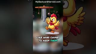 How do I keep my chickens so happy chicken [upl. by Royo]