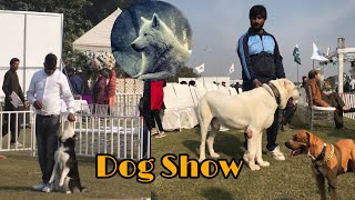 CACIB DOG SHoW in Lahore  Dog Race  All Bread Dogs [upl. by Terra]