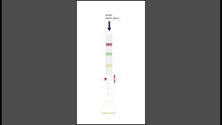 How does column chromatography work [upl. by Mast]