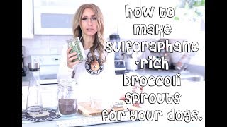 How to Make SulforaphaneRich Sprouts for Your Dog [upl. by Kaspar]