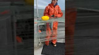 Drift Gillnetting Sockeye Salmon in Alaska’s Copper River [upl. by Joappa]