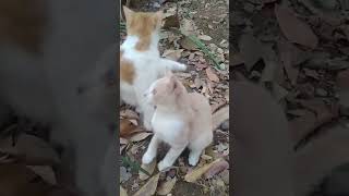 Temene Bobby Kertanegara nih si kucing Oren 😅 kucinglucu kucingoren fypシ゚viral bobbykertanegara [upl. by Adlai]