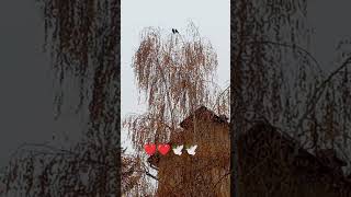 Golub i golubica ❤❤🕊️🕊️shortviral love golubovi pigeons KatarinaSreckovicfd9kp [upl. by Ayanej]