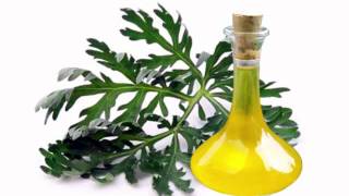 Wormwood Oil Health Benefits [upl. by Seaman195]