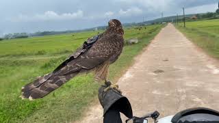 Goshawk hunting  goshawk đi săn cò trắng  Huấn luyện chim săn  tập 2 [upl. by Jordanna]