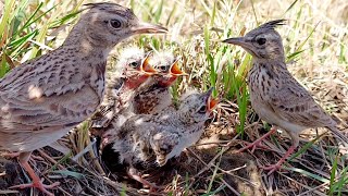 Skylark parents are so responsible as they get food for babies BirdPlusAnimals [upl. by Endres210]