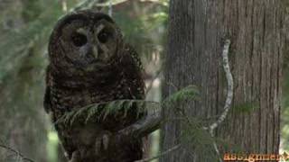 Threats to Spotted Owls [upl. by Eehc]