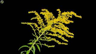 Canada goldenrod flowers opening  time lapse 4K [upl. by Langston368]