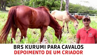 Capim de alta qualidade nutricional para cavalos  BRS KURUMI em Pastejo Rotacionado [upl. by Victorie]