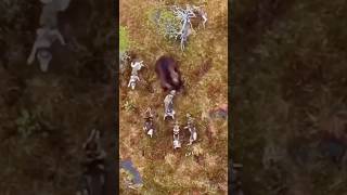 BEAR VS PACK OF DOGS 😱 Part 1 bear wolves wolf nature hunting outdoors wildlife survival [upl. by Gilroy]