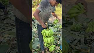 Part 31 Bag wala Kala cutting✂️ youtubeshorts viralshorts Banana lodging 27 November 2024 [upl. by Mable]