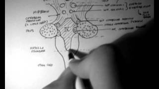 Brainstem Anatomy 3  Posterior Aspect [upl. by Aleel]