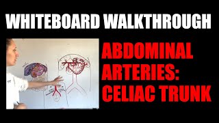 Whiteboard Walkthrough Abdominal Arteries Celiac Trunk [upl. by Backler]