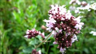 Oregano Origanum Vulgare  20120811 [upl. by Walcoff]