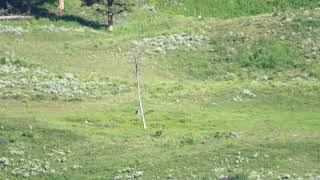 Lone Bison in Den [upl. by Neda]