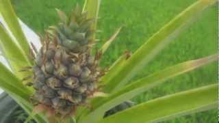 pineapple growing time lapse [upl. by Einahpats]