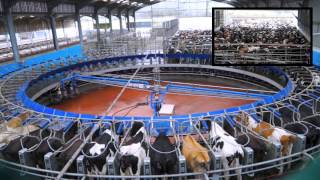 70 Point DeLaval Rotary Milking Parlour Glenapp Farm AyrshireDairyCo [upl. by Tiena]