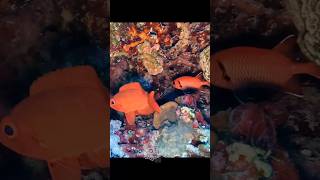 Synced Dance Soldier fish and Bigeye perch scubadiving snapper soldier fish redfish underwater [upl. by Eelarbed]