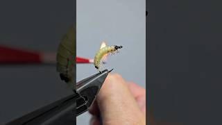 The Ultimate October Caddis Larvae Fly Tying Tutorial flytying flyfishing larva [upl. by Fagin594]