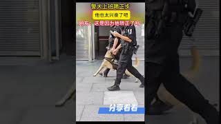 警犬踢着正步上班，他也太开心了吧 [upl. by Zemaj]