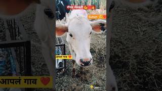 Shetkari farmer💪❤️comedy viralvideo shorts trending youtubeshorts ytshorts shetkari gaon yt [upl. by Cassi]