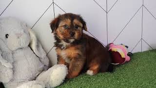 Shorkie Puppy Rascal SD 480p [upl. by Nylanna124]