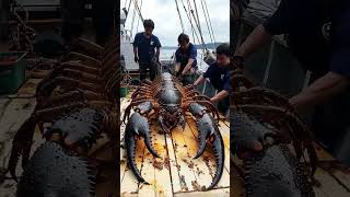 Giant Sea Monsters Caught by Fishermen 🐙🎣GiantSeaCreatures FishingDiscoveries OceanMysteries [upl. by Wallack]