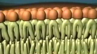 Fluid Mosaic Model of the Cell Membrane [upl. by Ydnar]