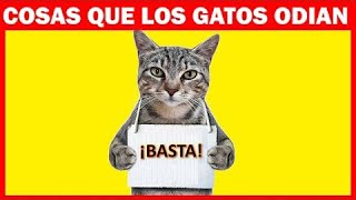 14 cosas que los gatos detestan de los humanos [upl. by Swagerty]