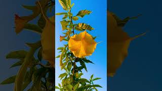 Brugmansia arborea plants nature youtubeshorts [upl. by Leahcam]