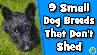 Top 9 Small Dogs That Dont Shed [upl. by Jeanna670]