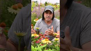 Where to Plant Your Echinacea  What to Expect from this Excellent Native Perennial [upl. by Eirene]