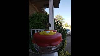 Adolescent Male Ruby Throated Hummingbird Dropping By For A Visit [upl. by Petra]