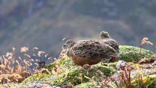 Rufousbellied Seedsnipe Papallacta Pass Ecuador [upl. by Buderus]