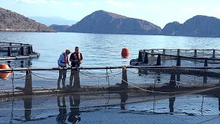 Wechselnde Standorte und Netze Wie sich Fischzüchter im Mittelmeer an den Klimawandel anpassen [upl. by Mcmullan174]