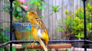 Canary song for mating training of beautiful Belgian canaries 127 [upl. by Yesnel]