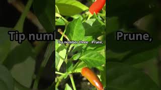 RIPEN Those Chillies FAST at the End of the Season [upl. by Nirroc]