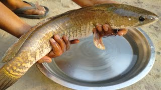 saur machli ki currysnakehead fish cooking recipe सौर मछली रसेदार बनाने का तरीका murrel fish curry [upl. by Aihsei]