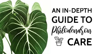 An InDepth Guide to Philodendron Care [upl. by Airamalegna773]