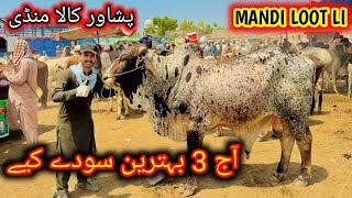 Peshawar Kala Mandi GT Road Aaj Mandi Me Soday karwadiye Maweshi Mandi 2024 3 Janwar Liye Cow Mandi [upl. by Odlanor]