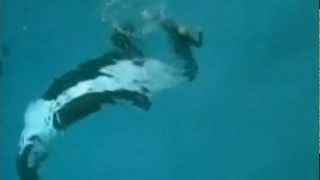 Killer whale drags trainer underwater at SeaWorld San Diego [upl. by Hafinah]